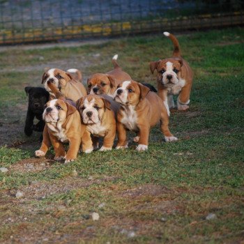 chiot Bulldog continental Fauve rouge Elevage zadatis  caniche  staffie et bulldog Continental lof