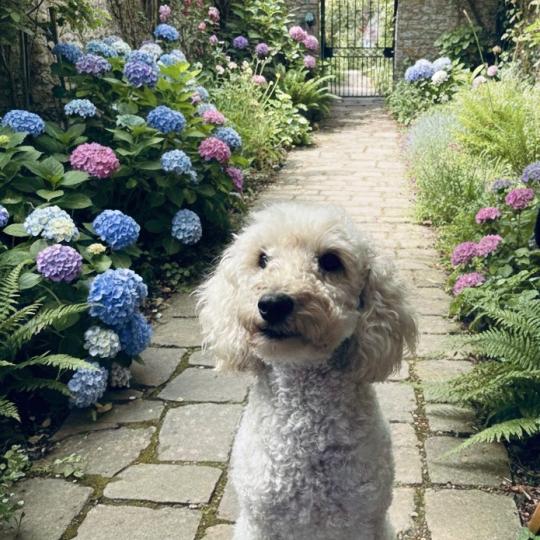 chien Caniche Champagne UBY Elevage zadatis  caniche , teckel