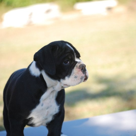 ZADATIS -Yvan Male 1 noir Mâle Bulldog continental