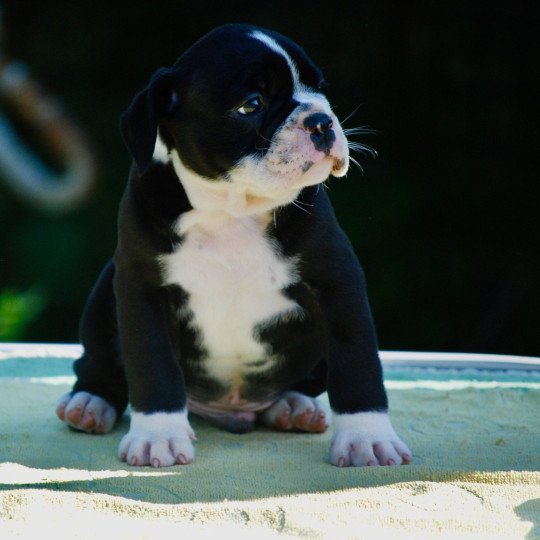 chiot Bulldog continental Noir Male 1 noir Elevage zadatis  caniche  et staffie