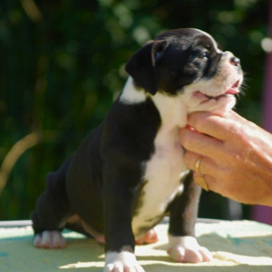 chiot Bulldog continental Noir Male 1 noir Elevage zadatis  caniche  et staffie