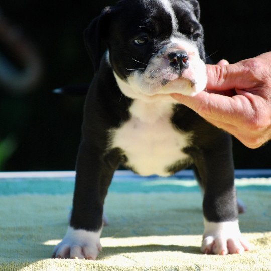 chiot Bulldog continental Noir Male 1 noir Elevage zadatis  caniche  et staffie