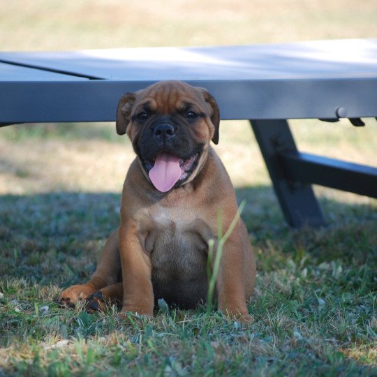 ZADATIS Maurice Mâle Bulldog continental