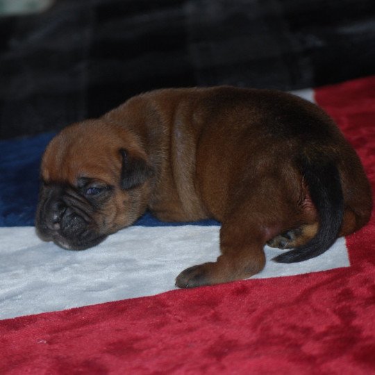 chiot Bulldog continental Fauve Elevage zadatis  caniche  et staffie