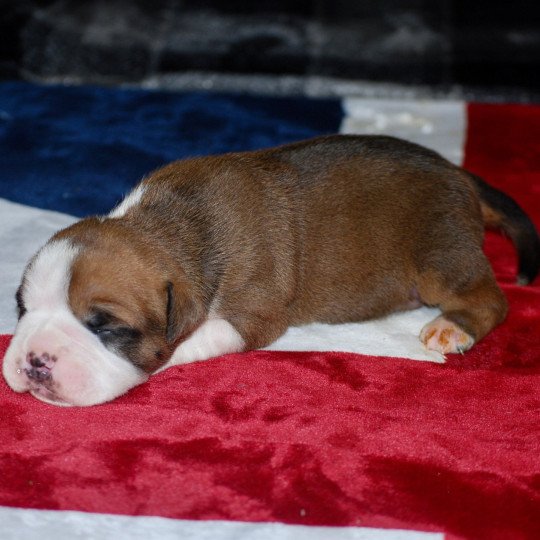 chiot Bulldog continental Fauve pan blanc Elevage zadatis  caniche  et staffie