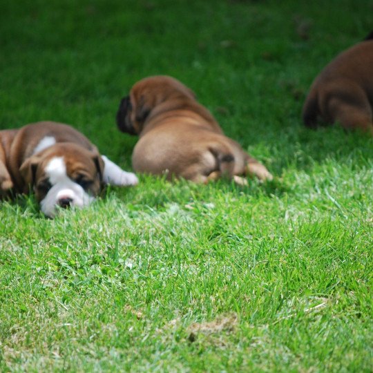 chiot Bulldog continental Fauve pan blanc Male 3 fauv pan blanc Elevage zadatis  caniche  et staffie