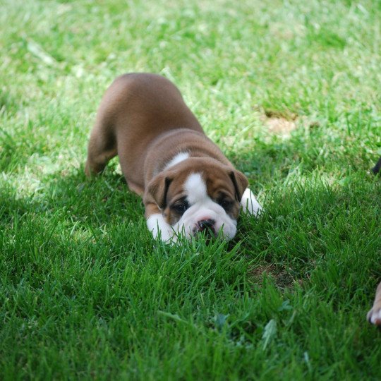 ZADATIS Venom M fauv pan blanc Mâle Bulldog continental