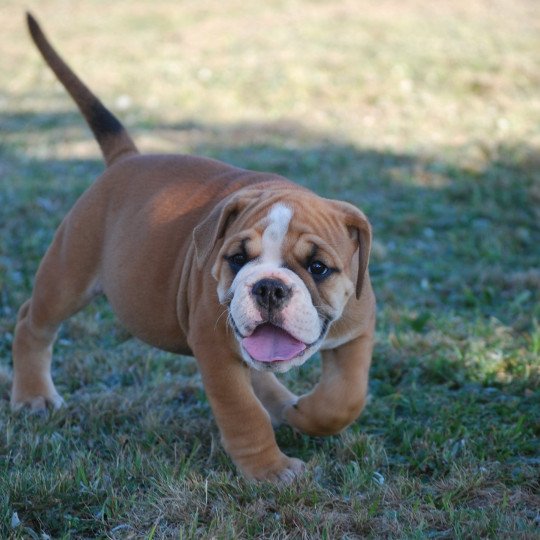 ZADATIS Vasco Mâle Bulldog continental