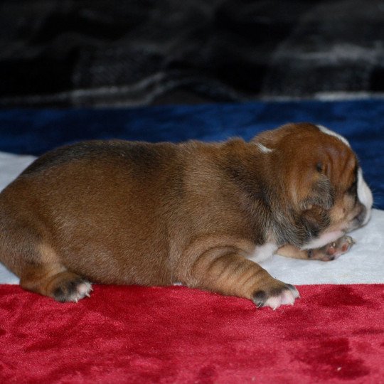 chiot Bulldog continental Elevage zadatis  caniche  et staffie