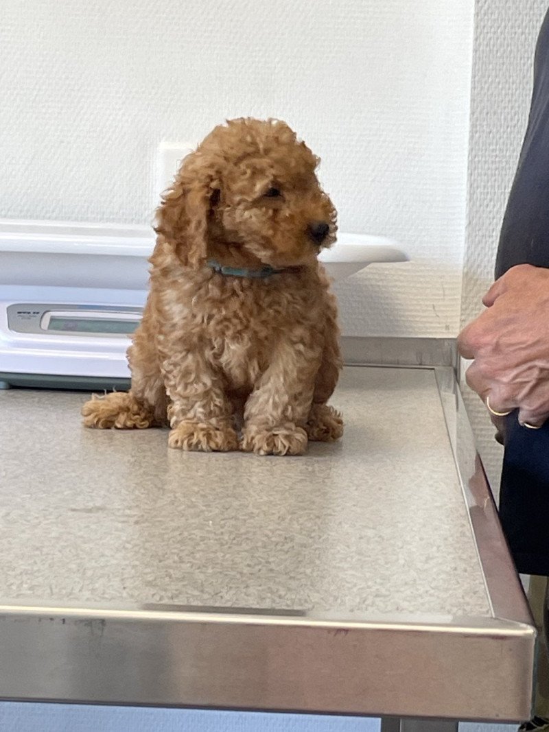 ZADATIS Viktor Mâle Caniche
