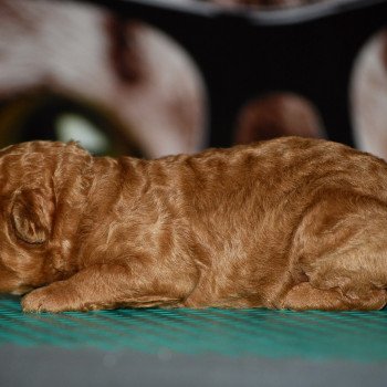 chiot Caniche Fauve Elevage zadatis caniche et staffie chiot Caniche Fauve Elevage zadatis caniche et staffie