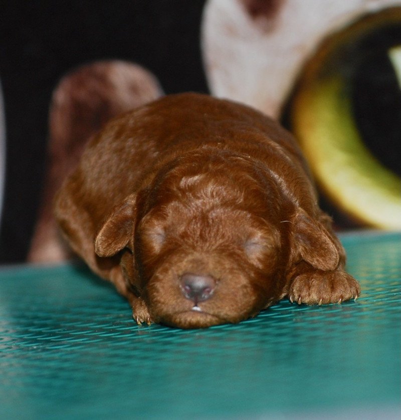ZADATIS Virgule  CN Femelle Caniche