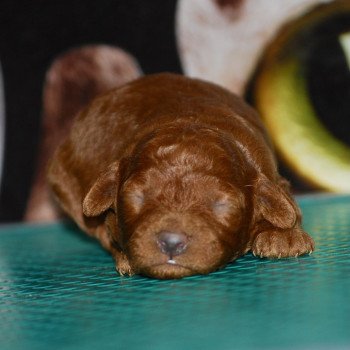 chiot Caniche Fauve rouge Elevage zadatis caniche et staffie chiot Caniche Fauve rouge Elevage zadatis caniche et staffie
