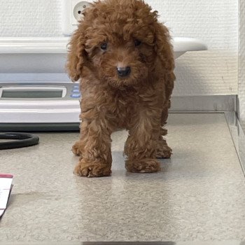 chiot Caniche Fauve rouge Petite femelle FR nina Elevage zadatis caniche et staffie chiot Caniche Fauve rouge Petite femelle FR nina Elevage zadatis caniche et staffie