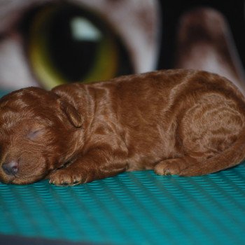 chiot Caniche Fauve rouge Elevage zadatis caniche et staffie chiot Caniche Fauve rouge Elevage zadatis caniche et staffie