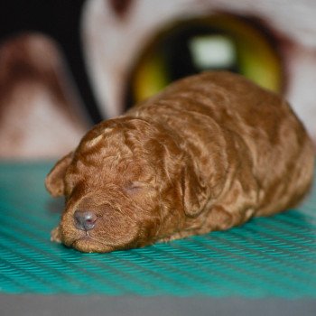 chiot Caniche Fauve Elevage zadatis caniche et staffie chiot Caniche Fauve Elevage zadatis caniche et staffie