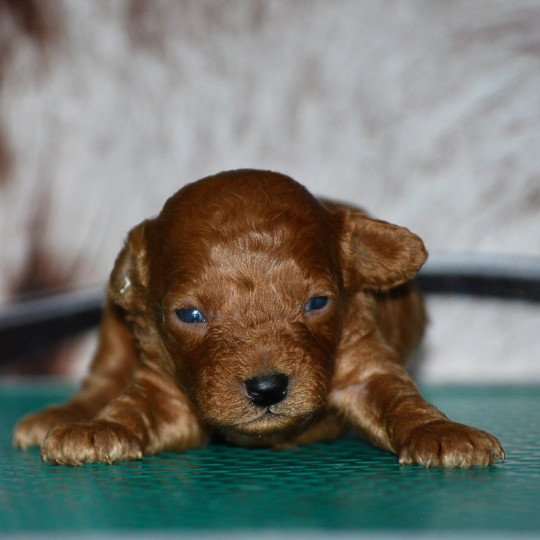 chiot Caniche Fauve Elevage zadatis  caniche  et staffie