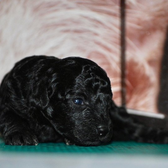 chiot Caniche Noire Elevage zadatis  caniche  et staffie