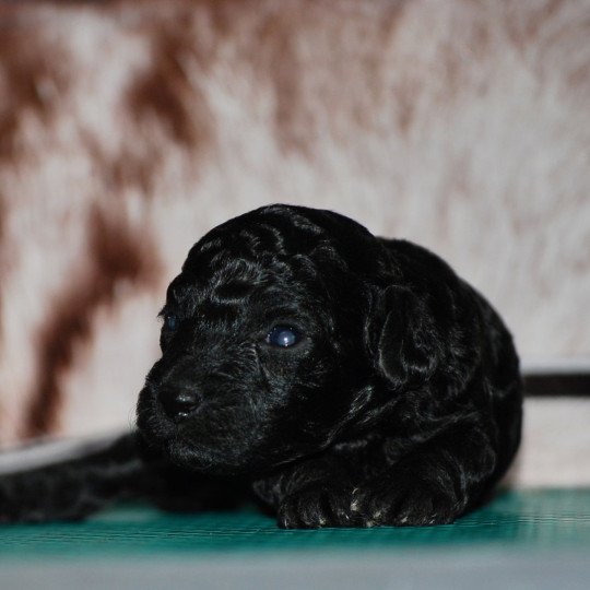 chiot Caniche Noire Elevage zadatis  caniche  et staffie