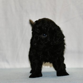 chiot Caniche Noire Fem 1 Elevage zadatis  caniche  et staffie