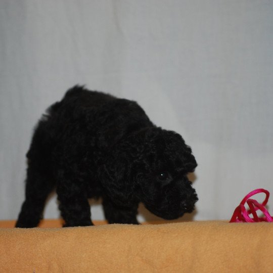 chiot Caniche Noire Fem 1 col rose Elevage zadatis  caniche  et staffie