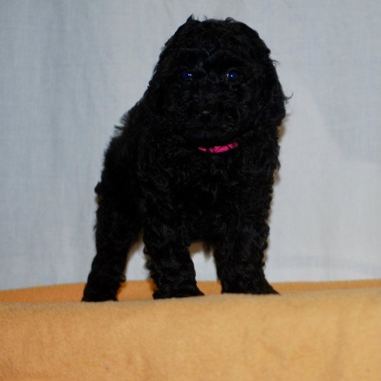 chiot Caniche Noire Fem 1 col rose Elevage zadatis  caniche  et staffie