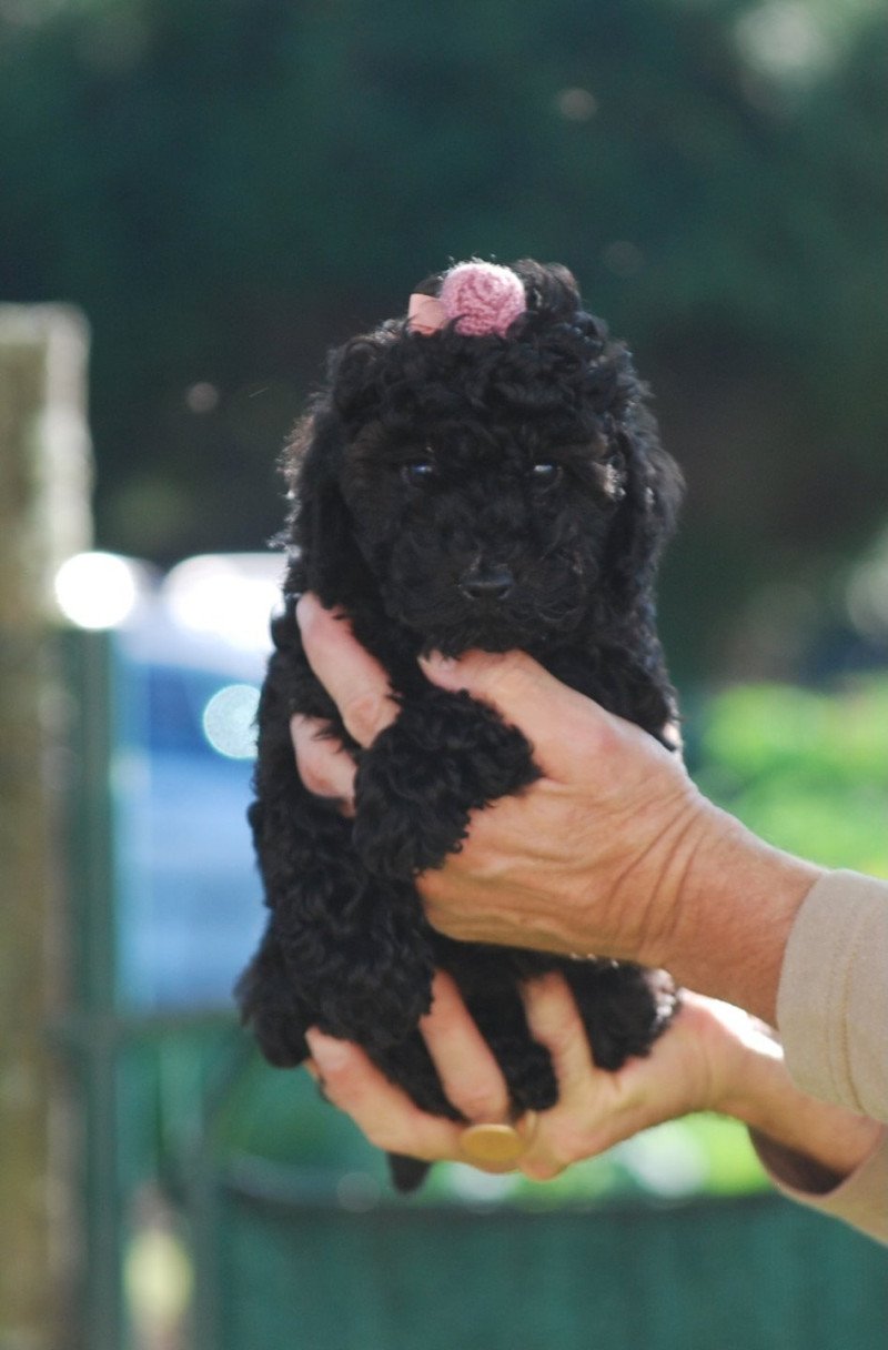 ZADATIS Miky ( venise) col rose Femelle Caniche