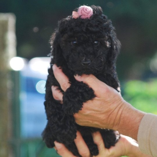 ZADATIS Miky ( venise) col rose Femelle Caniche