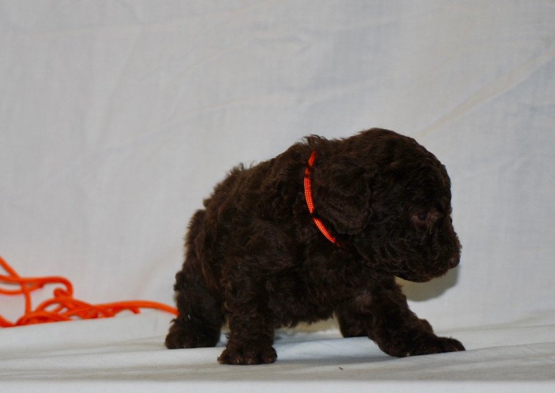 ZADATIS Fem 1 praline orange Femelle Caniche