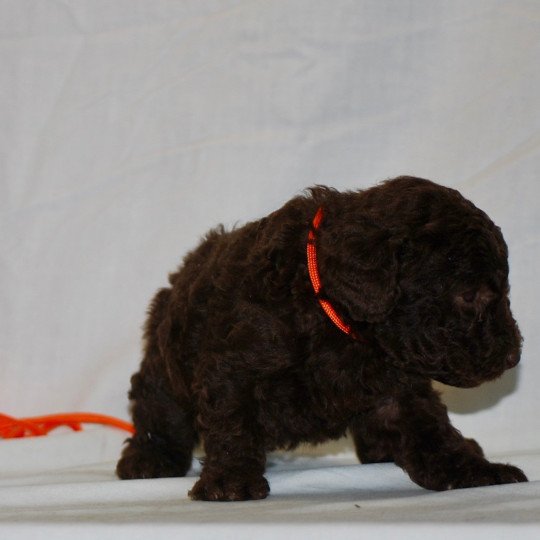 ZADATIS Fem 1 praline orange Femelle Caniche