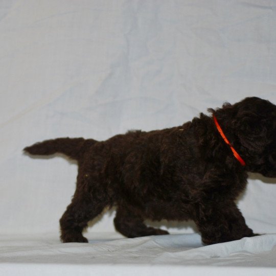 chiot Caniche Fem 1 Elevage zadatis  caniche  et staffie