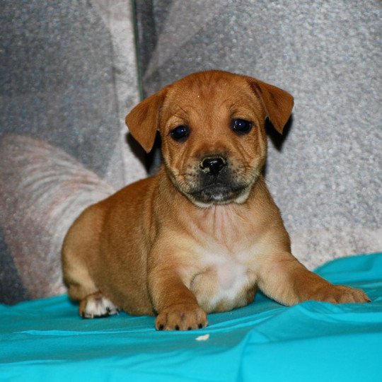 chiot Staffordshire bull terrier Fauve Elevage zadatis  caniche , teckel