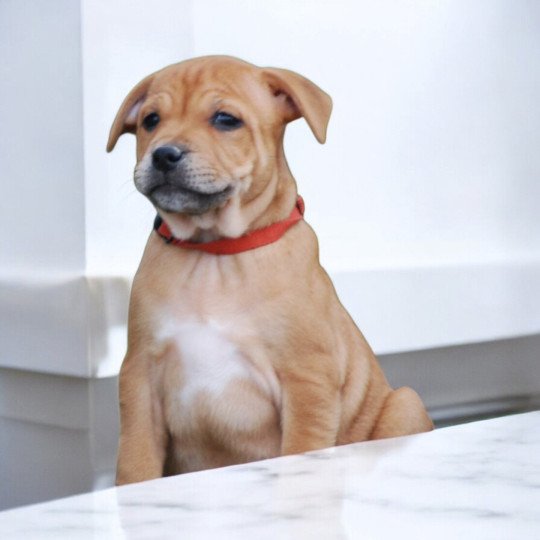 ZADATIS Vespa Femelle Staffordshire bull terrier