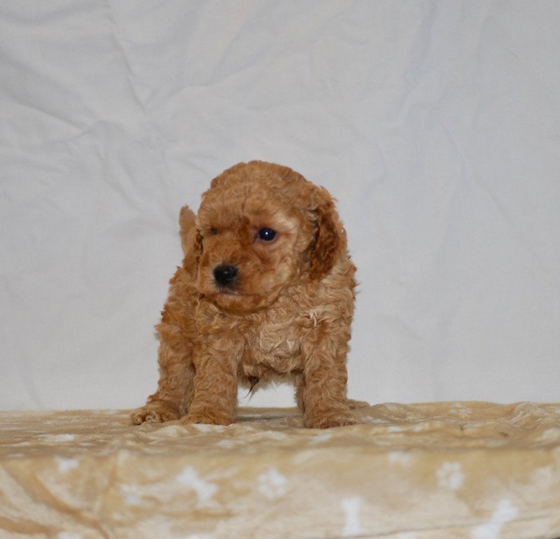 ZADATIS Simba Mâle Caniche