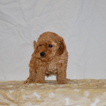 chiot Caniche Fauve Arturo Elevage zadatis caniche , teckel chiot Caniche Fauve Arturo Elevage zadatis caniche , teckel