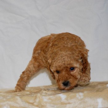 chiot Caniche Fauve Arturo Elevage zadatis caniche , teckel chiot Caniche Fauve Arturo Elevage zadatis caniche , teckel