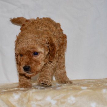 chiot Caniche Fauve Arturo Elevage zadatis caniche , teckel chiot Caniche Fauve Arturo Elevage zadatis caniche , teckel