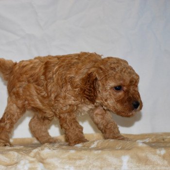 chiot Caniche Fauve Arturo Elevage zadatis caniche , teckel chiot Caniche Fauve Arturo Elevage zadatis caniche , teckel