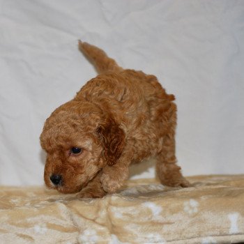 chiot Caniche Fauve Arturo Elevage zadatis caniche , teckel chiot Caniche Fauve Arturo Elevage zadatis caniche , teckel