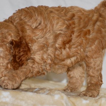 chiot Caniche Fauve Arturo Elevage zadatis caniche , teckel chiot Caniche Fauve Arturo Elevage zadatis caniche , teckel