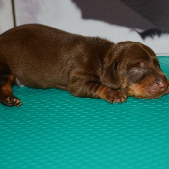 chiot Teckel Chocolat Elevage zadatis  caniche , teckel