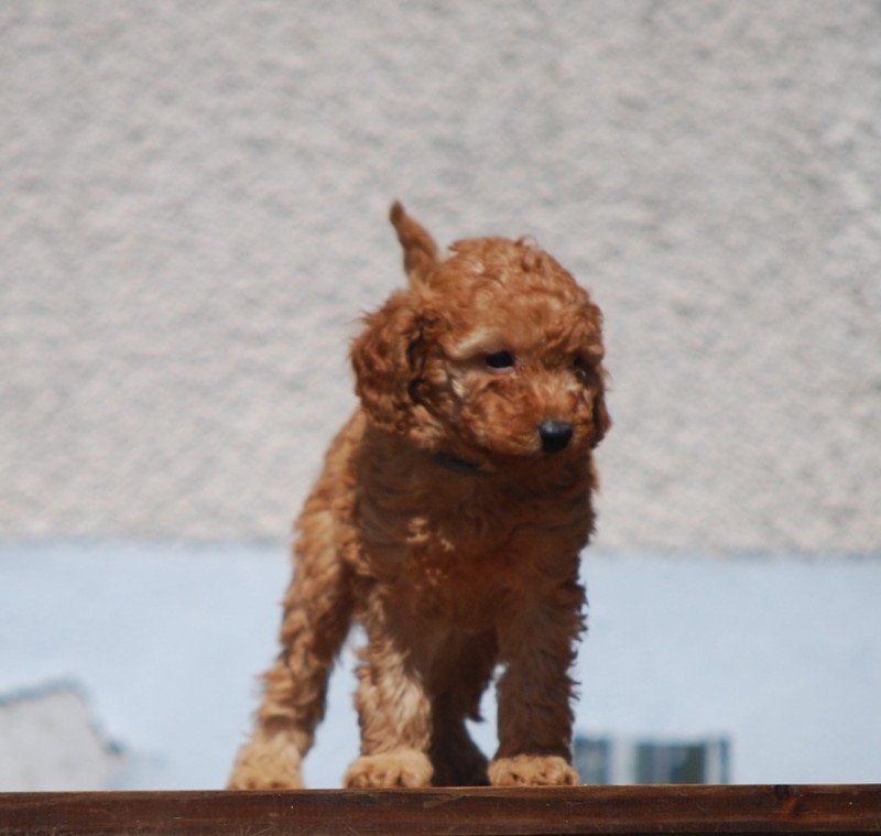 ZADATIS Aristo Mâle Caniche