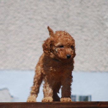 chiot Caniche Fauve Aristote Elevage zadatis caniche , teckel chiot Caniche Fauve Aristote Elevage zadatis caniche , teckel