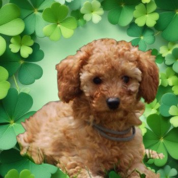 chiot Caniche Fauve Aristo Elevage zadatis caniche , teckel chiot Caniche Fauve Aristo Elevage zadatis caniche , teckel
