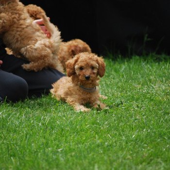 chiot Caniche Fauve Aristo Elevage zadatis caniche , teckel chiot Caniche Fauve Aristo Elevage zadatis caniche , teckel
