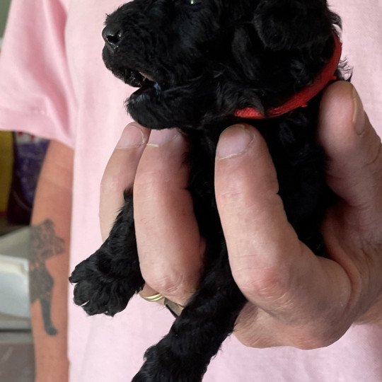 chiot Caniche Noir Elevage zadatis  caniche , teckel
