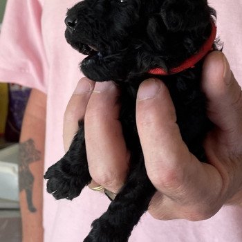 chiot Caniche Noir Elevage zadatis caniche , teckel chiot Caniche Noir Elevage zadatis caniche , teckel