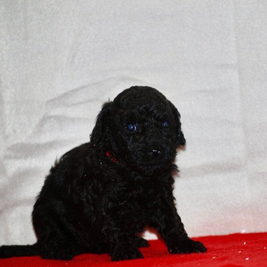 chiot Caniche Noir Au Nuts Elevage zadatis  caniche , teckel