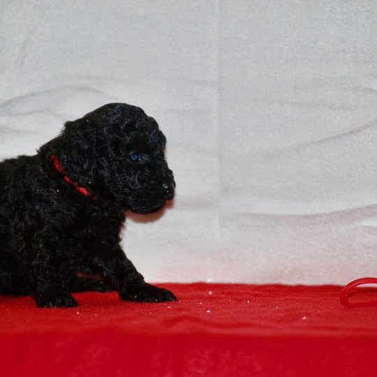 chiot Caniche Noir Au Nuts Elevage zadatis  caniche , teckel