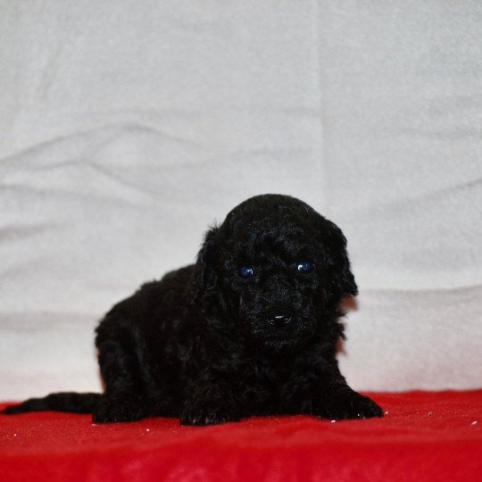 chiot Caniche Noir Au Nuts Elevage zadatis  caniche , teckel